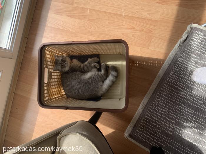 kaymak Dişi British Shorthair