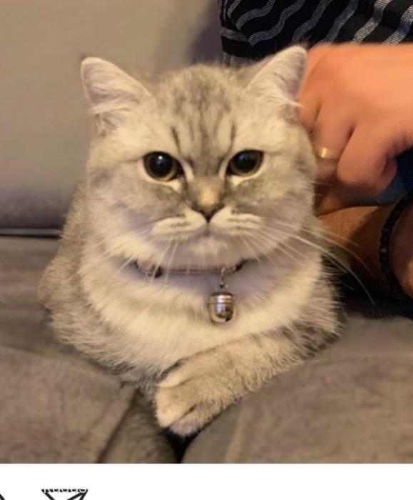 kaymak Dişi British Shorthair