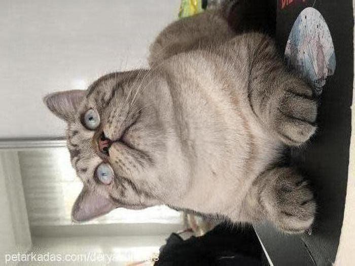 toby Erkek British Shorthair