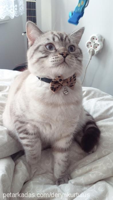 toby Erkek British Shorthair