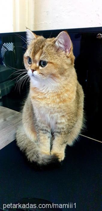 pamuk Dişi British Shorthair