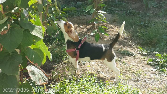 cerezip Dişi Beagle