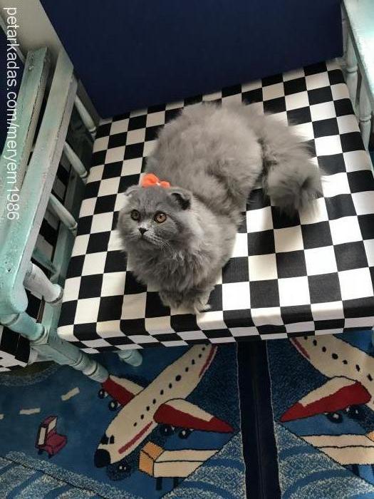 balım Dişi Scottish Fold