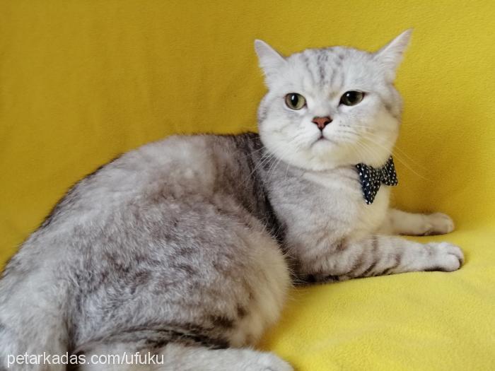 pati Erkek British Shorthair