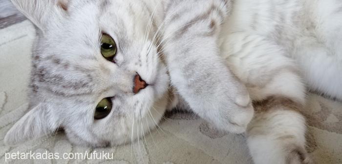 pati Erkek British Shorthair