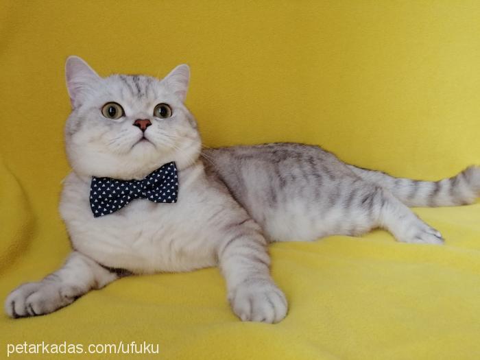 pati Erkek British Shorthair