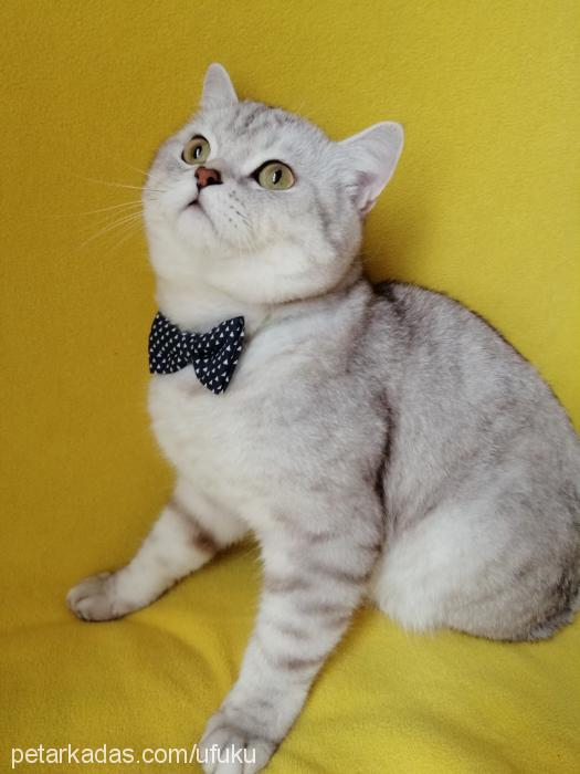 pati Erkek British Shorthair