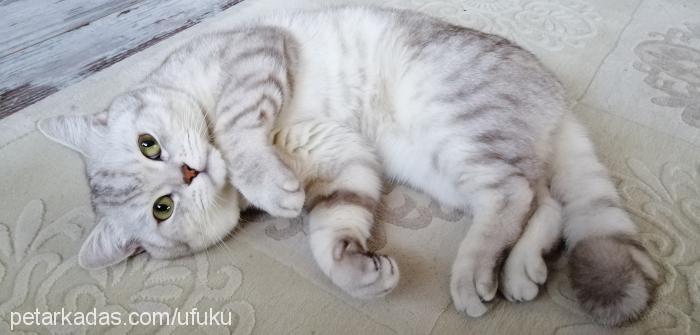 pati Erkek British Shorthair