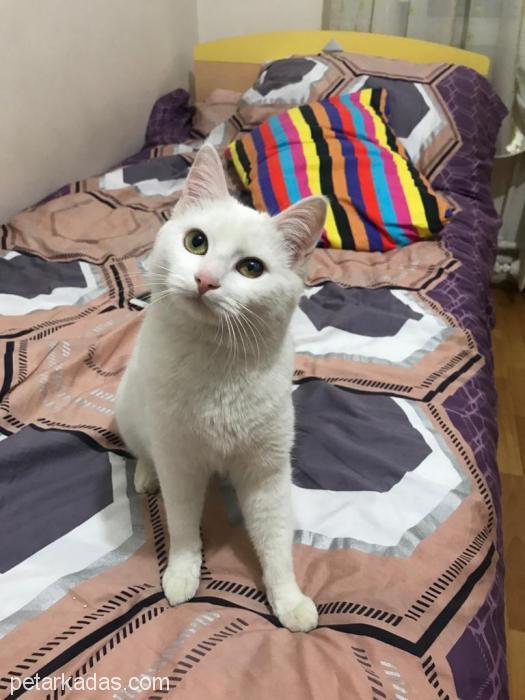 Asuman Yuva Arıyor, Ücretsiz Kedi, Ankara