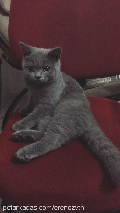 teodor Erkek British Shorthair