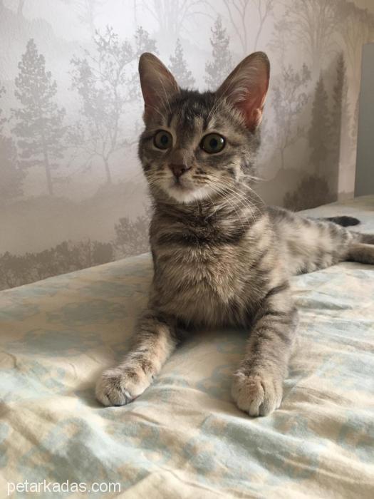 Mathilda Yuvasını Arıyor! (Masrafsız Kedi , Ücretsiz Kedi, Ankara