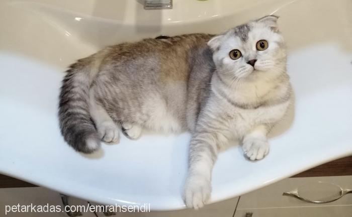 sasha Dişi Scottish Fold