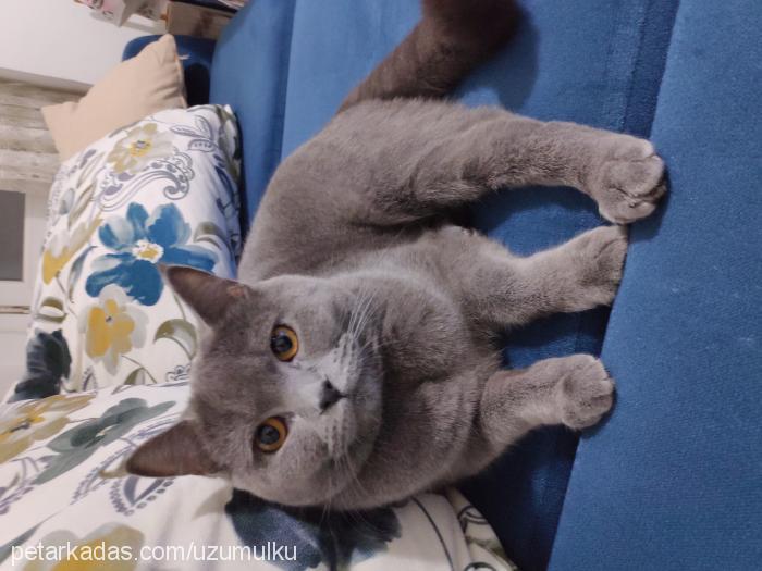 Üzüm Dişi British Shorthair