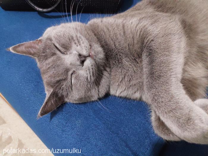 Üzüm Dişi British Shorthair