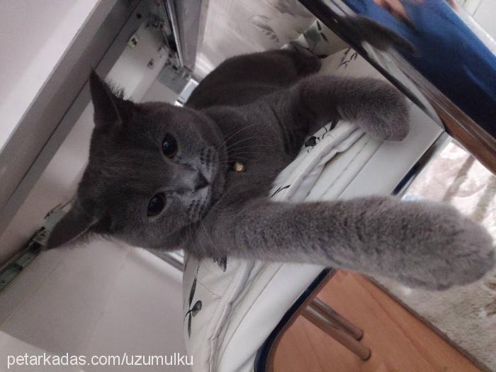 Üzüm Dişi British Shorthair