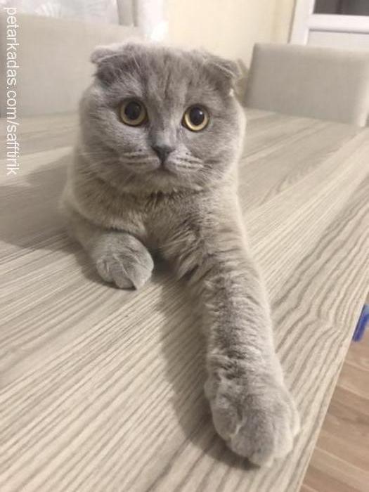 sheilasazs Dişi Scottish Fold