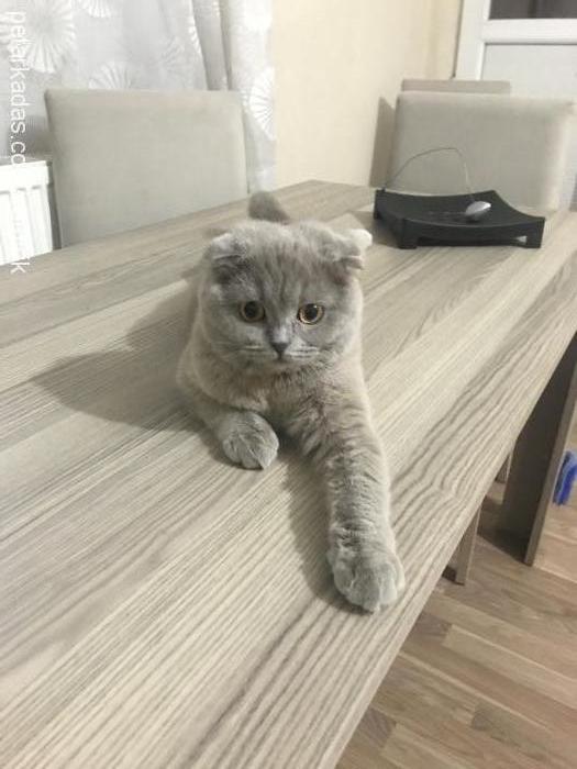 sheilasazs Dişi Scottish Fold