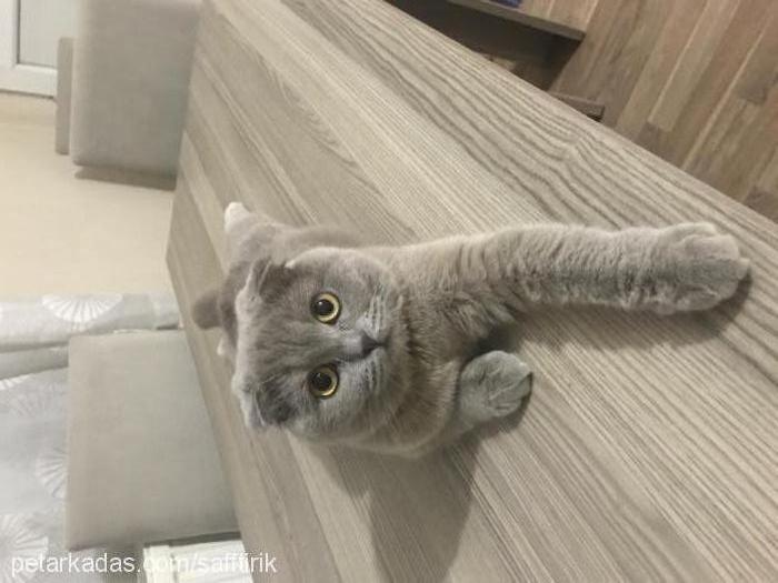 sheilasazs Dişi Scottish Fold