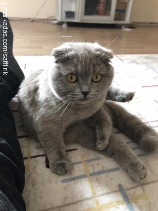 sheilasazs Dişi Scottish Fold