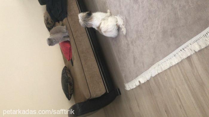 saftirik Erkek Shih-Tzu