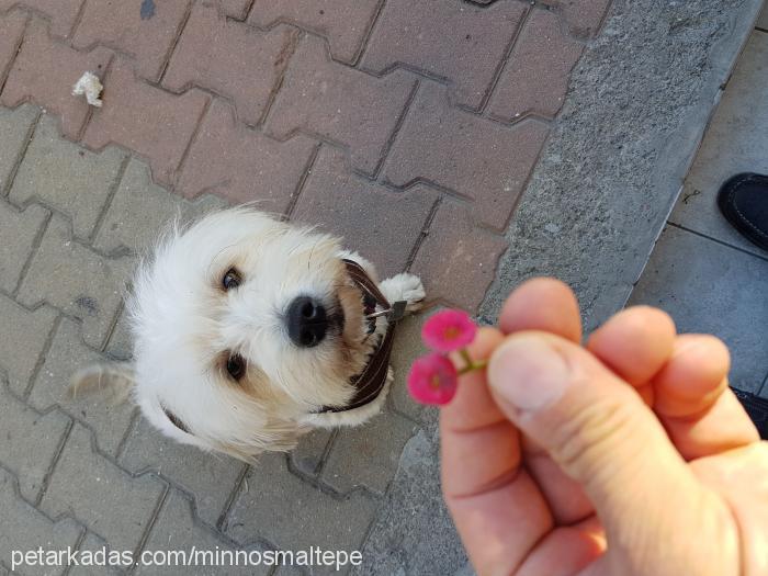 minnoş Dişi Maltese