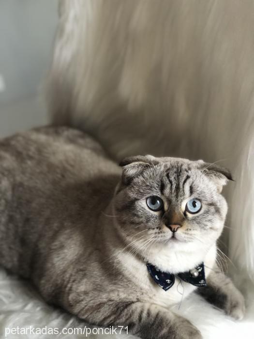 pufi Erkek Scottish Fold