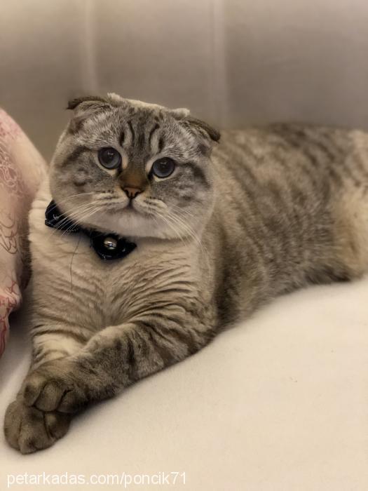 pufi Erkek Scottish Fold