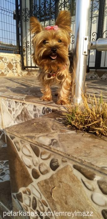 sakız Dişi Yorkshire Terrier