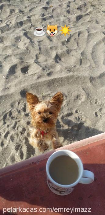 sakız Dişi Yorkshire Terrier