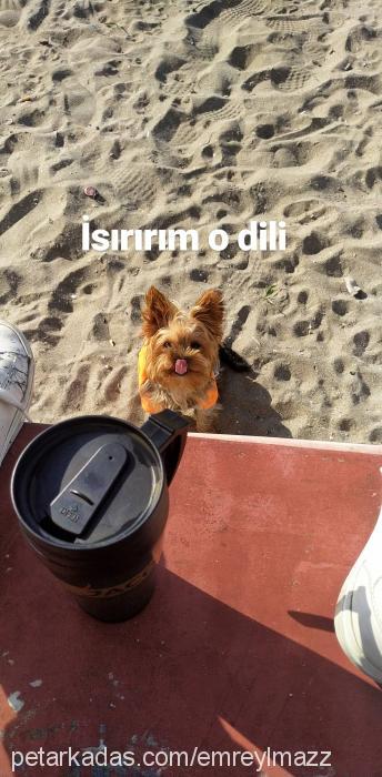 sakız Dişi Yorkshire Terrier