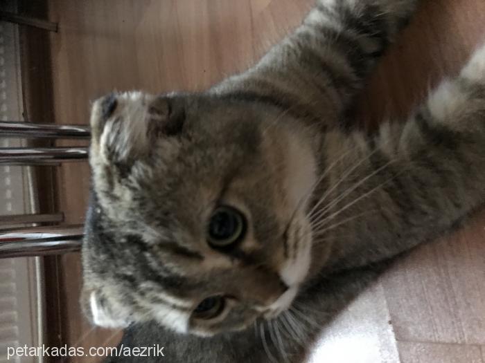 sitella Dişi British Shorthair