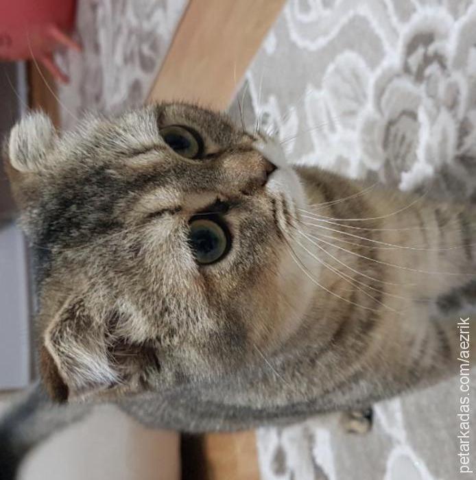 sitella Dişi British Shorthair