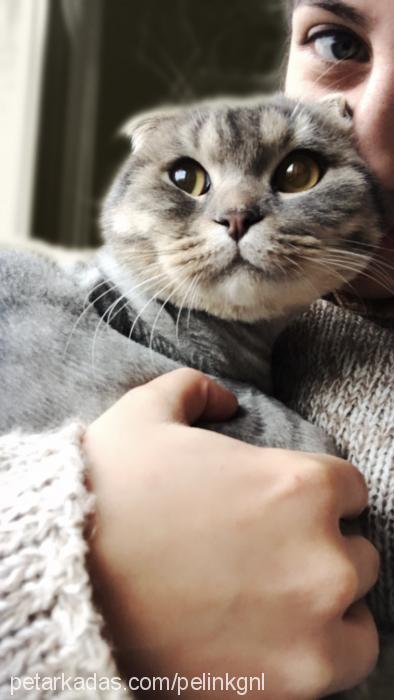 gümüş Erkek Scottish Fold