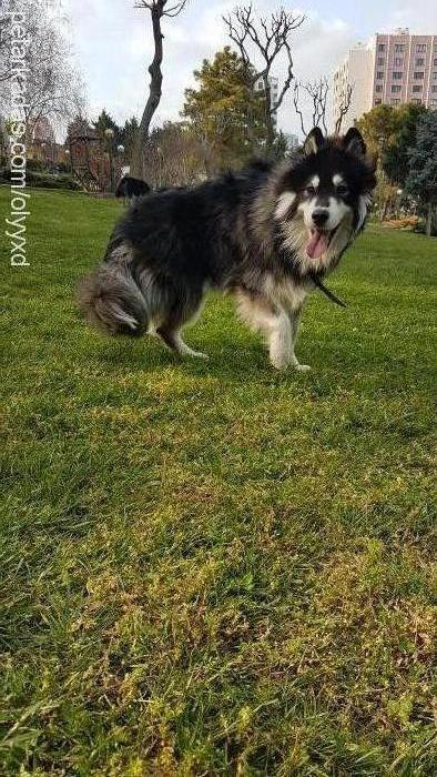 tokyo Erkek Alaskan Malamute