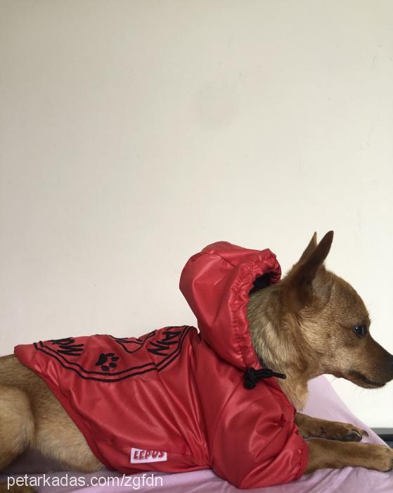 punk Dişi Chihuahua