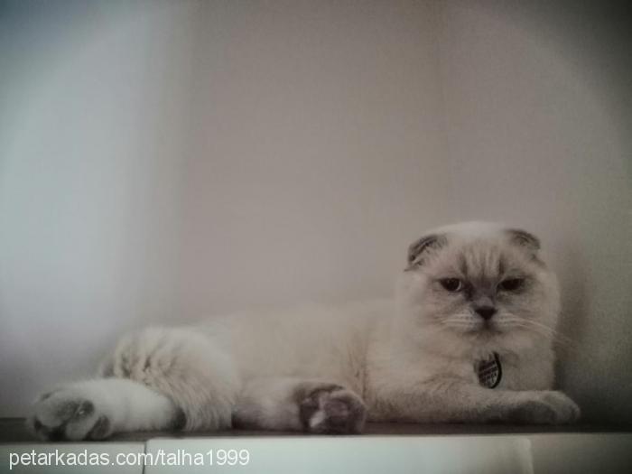 happy Erkek Scottish Fold