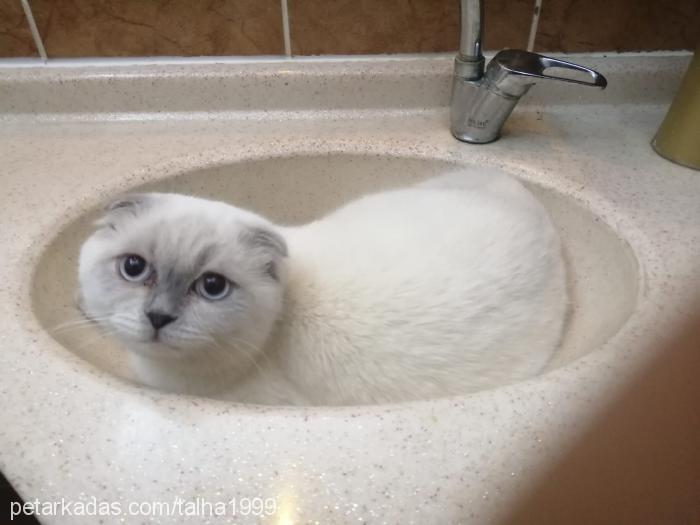 happy Erkek Scottish Fold