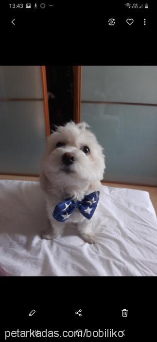 bobo Erkek Maltese