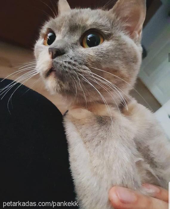 pankek Dişi Scottish Fold