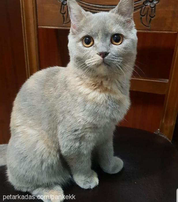 pankek Dişi Scottish Fold