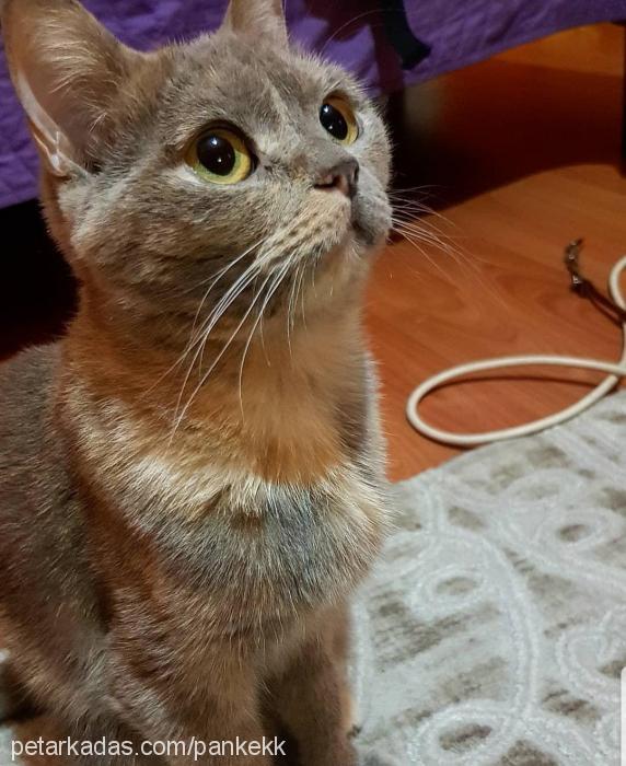 pankek Dişi Scottish Fold