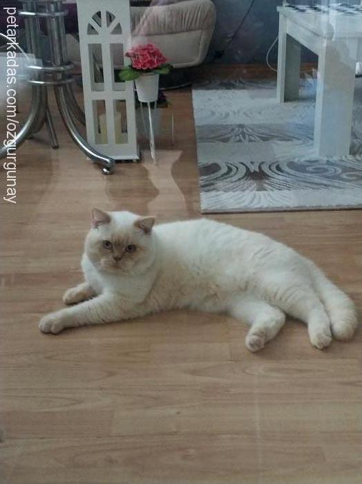 sütlaç-köpük Erkek British Shorthair