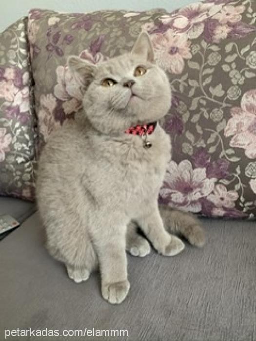 ela Dişi British Shorthair