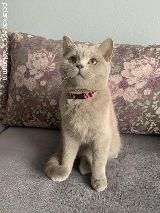 ela Dişi British Shorthair