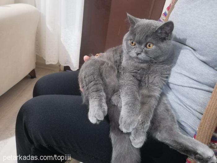 topi Erkek Scottish Fold