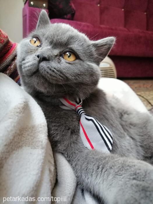 topi Erkek Scottish Fold