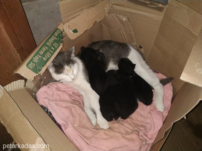 Kara İnci Ailesi, , Ücretsiz Kedi, İstanbul