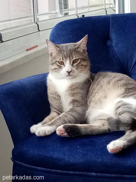Kedim Kayıp, , Ücretsiz Kedi, Zonguldak