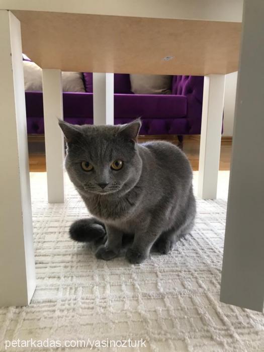 mio Erkek British Shorthair