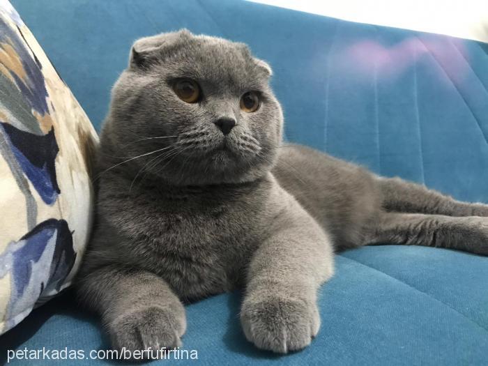 pasha Erkek Scottish Fold